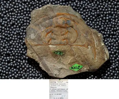 Dokumentasi USNM PAL56837 dengan identifikasi pada sumber Olenellus wanneri. Isi dan label gambar dipertahankan.