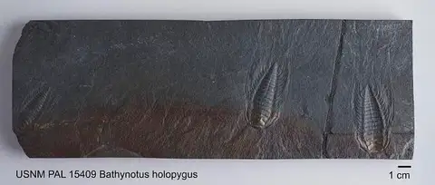 Dokumentasi USNM PAL15409 dengan identifikasi pada sumber Bathynotus holopygus. Isi dan label gambar dipertahankan.