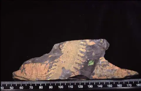 Dokumentasi YPM IP 014384 dengan identifikasi pada sumber Anomalocaris lineata. Isi dan label gambar dipertahankan.