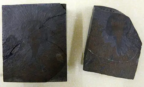 Dokumentasi USNM PAL15400 dengan identifikasi pada sumber Protocaris marshi. Isi dan label gambar dipertahankan.