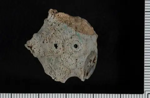 Dokumentasi USNM PAL407341 dengan identifikasi pada sumber Amphoracrinus rupinus. Isi dan label gambar dipertahankan.
