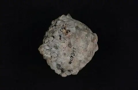 Dokumentasi USNM PAL407347 dengan identifikasi pada sumber Aacocrinus enigmaticus. Isi dan label gambar dipertahankan.