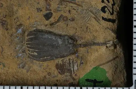 Dokumentasi USNM PAL407381 dengan identifikasi pada sumber Displodocrinus monticulus. Isi dan label gambar dipertahankan.