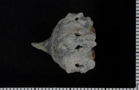 Dokumentasi USNM PAL407367 dengan identifikasi pada sumber Agaricocrinus acugalerus. Isi dan label gambar dipertahankan.