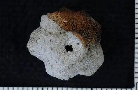 Dokumentasi USNM PAL407418 dengan identifikasi pada sumber Oenochoacrinus limbus. Isi dan label gambar dipertahankan.