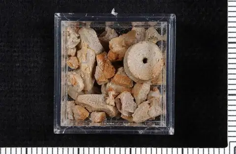 Dokumentasi USNM PAL407474 dengan identifikasi pada sumber Celonocrinus nodulus. Isi dan label gambar dipertahankan.