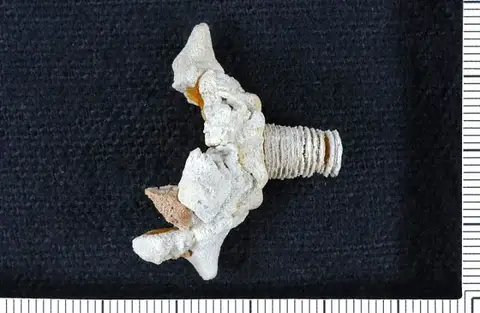 Dokumentasi USNM PAL407475 dengan identifikasi pada sumber Wachsmuthicrinus corrugatus. Isi dan label gambar dipertahankan.