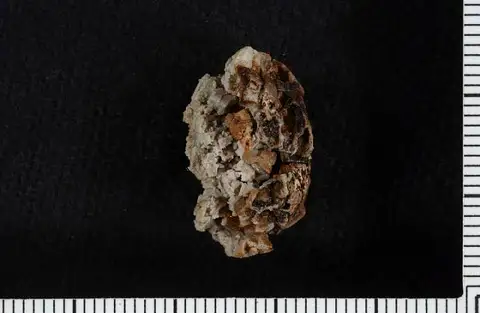 Dokumentasi USNM PAL407478 dengan identifikasi pada sumber Ancoracrinus typus. Isi dan label gambar dipertahankan.