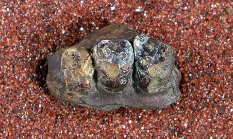 Dokumentasi USNM V16189 dengan identifikasi pada sumber Ectoconus symbolus. Isi dan label gambar dipertahankan.
