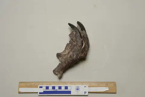 Dokumentasi YPM VP 018618 dengan identifikasi pada sumber Ectoganus copei. Isi dan label gambar dipertahankan.