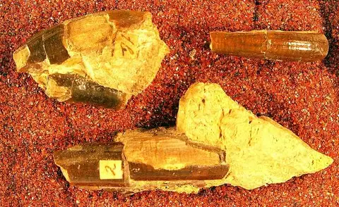 Dokumentasi USNM V1137 dengan identifikasi pada sumber Ectoganus gliriformis. Isi dan label gambar dipertahankan.