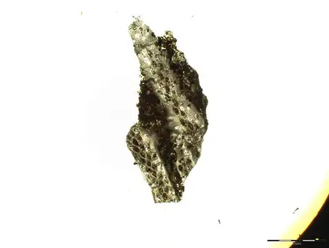 Dokumentasi USNM PAL78892 dengan identifikasi pada sumber Polypora brouweri. Isi dan label gambar dipertahankan.