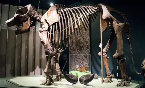 Dokumentasi USNM V8204 dengan identifikasi pada sumber Mammut americanum. Isi dan label gambar dipertahankan.