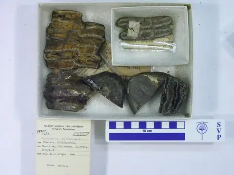 Dokumentasi YPM VP 011684 dengan identifikasi pada sumber Mammuthus meridionalis. Isi dan label gambar dipertahankan.