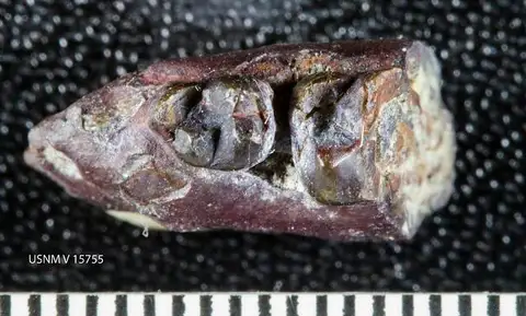Dokumentasi USNM V15755 dengan identifikasi pada sumber Ellipsodon sternbergi. Isi dan label gambar dipertahankan.