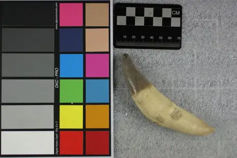 Dokumentasi YPM VP 010291 dengan identifikasi pada sumber Archaeotherium crassum. Isi dan label gambar dipertahankan.