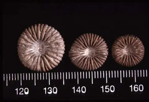 Dokumentasi YPM IP 009162 dengan identifikasi pada sumber Palaeocyclus porpita. Isi dan label gambar dipertahankan.