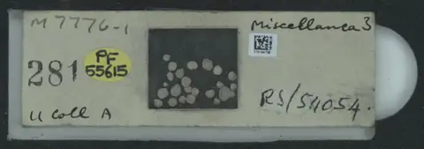 Dokumentasi PM PF 55615 dengan identifikasi pada sumber Miscellanea miscella. Isi dan label gambar dipertahankan.