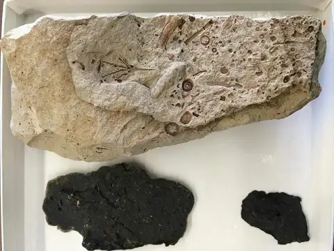 Dokumentasi USNM PAL546038 dengan identifikasi pada sumber Hypselocrinus hoveyi. Isi dan label gambar dipertahankan.