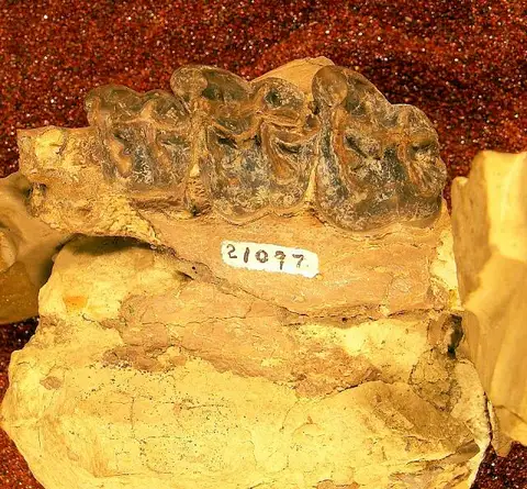 Dokumentasi USNM V21097 dengan identifikasi pada sumber Eomoropus anarsius. Isi dan label gambar dipertahankan.