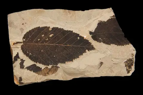 Dokumentasi YPM PB 021056 dengan identifikasi pada sumber Betula leopoldae. Isi dan label gambar dipertahankan.