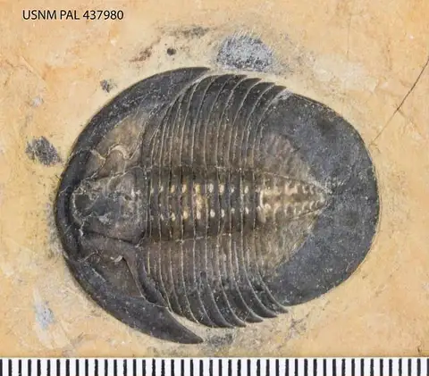 Dokumentasi USNM PAL437980 dengan identifikasi pada sumber Meniscopsia beebei. Isi dan label gambar dipertahankan.