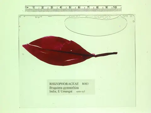 Dokumentasi YPM PB 167836 dengan identifikasi pada sumber Bruguiera gymnorhiza. Isi dan label gambar dipertahankan.