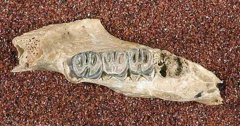 Dokumentasi USNM V13684 dengan identifikasi pada sumber Erethizon bathygnathum. Isi dan label gambar dipertahankan.
