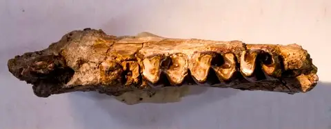 Dokumentasi USNM V1103 dengan identifikasi pada sumber Esthonyx bisulcatus. Isi dan label gambar dipertahankan.