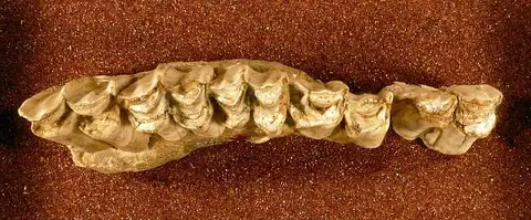Dokumentasi USNM V7622 dengan identifikasi pada sumber Taurotragus americanus. Isi dan label gambar dipertahankan.