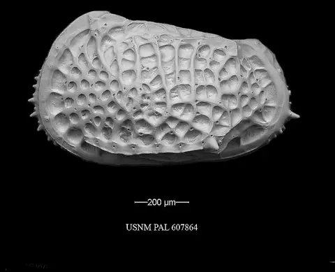 Dokumentasi USNM PAL607864 dengan identifikasi pada sumber Poseidonamicus pintoi. Isi dan label gambar dipertahankan.