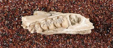 Dokumentasi USNM V22819 dengan identifikasi pada sumber Eutypomys montanensis. Isi dan label gambar dipertahankan.