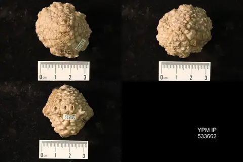 Dokumentasi YPM IP 533662 dengan identifikasi pada sumber Abatocrinus grandis. Isi dan label gambar dipertahankan.
