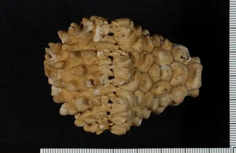 Dokumentasi USNM S3870 dengan identifikasi pada sumber Batocrinus springeranus. Isi dan label gambar dipertahankan.
