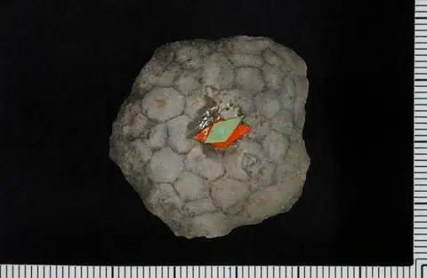 Dokumentasi USNM S783 dengan identifikasi pada sumber Alloprosallocrinus conicus. Isi dan label gambar dipertahankan.
