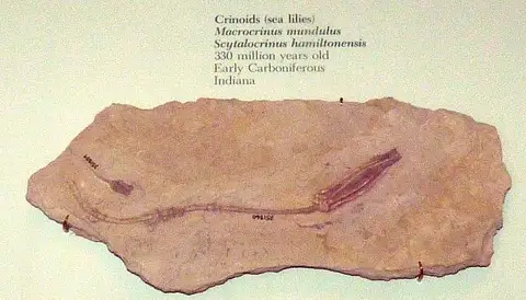Dokumentasi USNM PAL351859 dengan identifikasi pada sumber Macrocrinus mundulus. Isi dan label gambar dipertahankan.