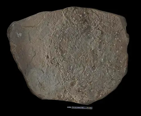 Dokumentasi USNM PAL306922 dengan identifikasi pada sumber Macrocrinus strotobasilaris. Isi dan label gambar dipertahankan.