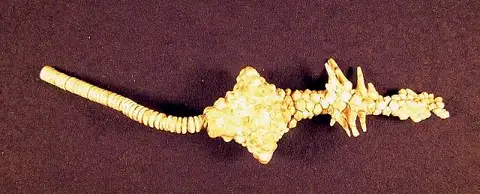 Dokumentasi USNM S6098 dengan identifikasi pada sumber Uperocrinus nashvillae. Isi dan label gambar dipertahankan.