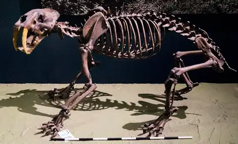Dokumentasi USNM V10928 dengan identifikasi pada sumber Smilodon californicus. Isi dan label gambar dipertahankan.