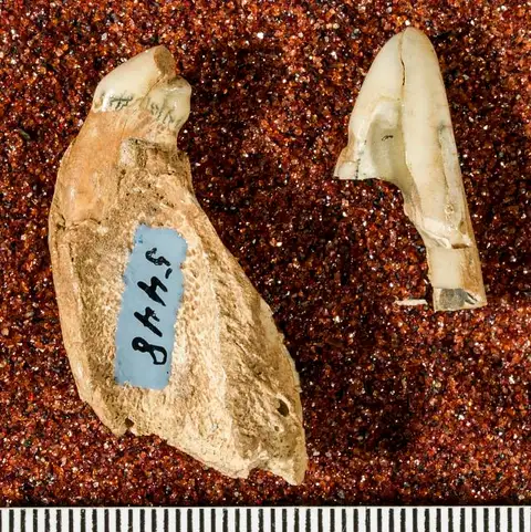 Dokumentasi USNM V5448 dengan identifikasi pada sumber Felis augustus. Isi dan label gambar dipertahankan.
