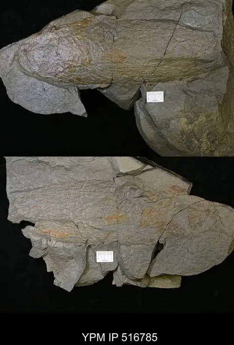 Dokumentasi YPM IP 516785 dengan identifikasi pada sumber Aegirocassis benmoulae. Isi dan label gambar dipertahankan.