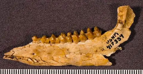 Dokumentasi USNM PAL417339 dengan identifikasi pada sumber Fouchia elyensis. Isi dan label gambar dipertahankan.
