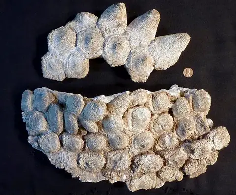 Dokumentasi USNM V10537 dengan identifikasi pada sumber Glyptotherium texanum. Isi dan label gambar dipertahankan.