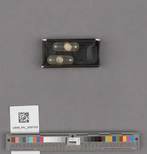 Dokumentasi USNM PAL661025 dengan identifikasi pada sumber Aligena cerritensis. Isi dan label gambar dipertahankan.