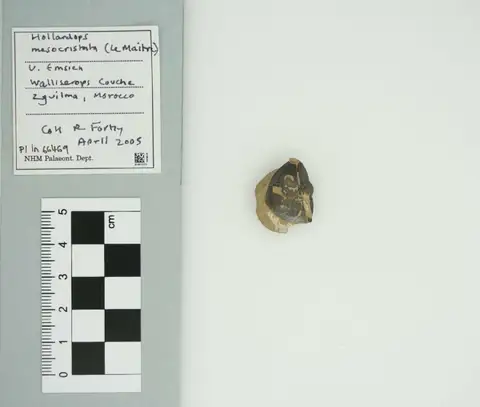 Dokumentasi PI In 66469 dengan identifikasi pada sumber Hollardops mesocristata. Isi dan label gambar dipertahankan.