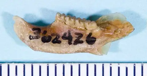 Dokumentasi USNM PAL362426 dengan identifikasi pada sumber Paradjidaumo trilophus. Isi dan label gambar dipertahankan.