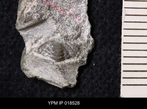 Dokumentasi YPM IP 018528 dengan identifikasi pada sumber Kindbladia wichitaensis. Isi dan label gambar dipertahankan.