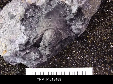 Dokumentasi YPM IP 018489 dengan identifikasi pada sumber Dokimocephalus intermedius. Isi dan label gambar dipertahankan.