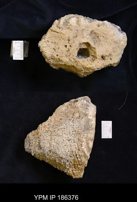 Dokumentasi YPM IP 186376 dengan identifikasi pada sumber Chonophyllum magnificum. Isi dan label gambar dipertahankan.