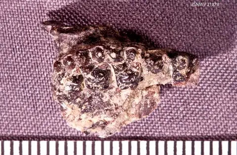 Dokumentasi USNM V21878 dengan identifikasi pada sumber Hemiacodon gracilis. Isi dan label gambar dipertahankan.